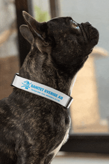 a dog wearing a collar that says " sanitet sverige ab " on it