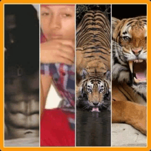 a collage of four pictures of a man , a tiger , a lion and a tiger cub .