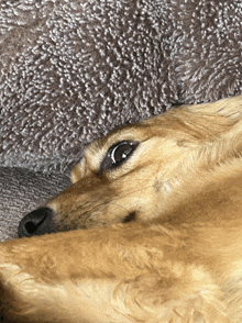 a close up of a dog laying on its back with its eyes closed