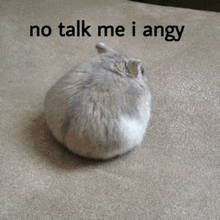 a hamster is laying on a carpet with the words no talk me i angy above it