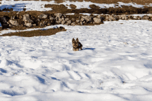 a dog standing in a snowy field looking at the camera