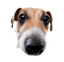 a close up of a dog 's nose on a white background looking at the camera .