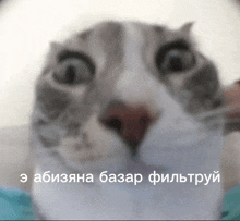 a close up of a cat 's face with a foreign language caption