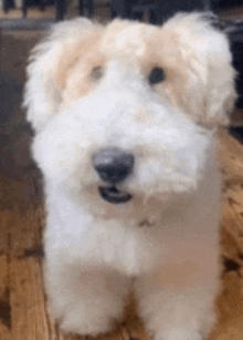 a white and brown dog is sitting on a wooden floor looking at the camera .