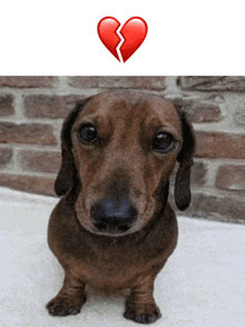 a dachshund is sitting in front of a brick wall next to a broken heart