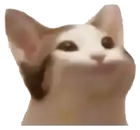 a close up of a cat 's face with a white background