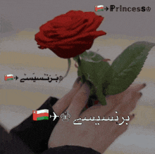 a person holding a red rose with the word princess on the bottom right