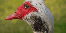 a close up of a turkey with a red beak .