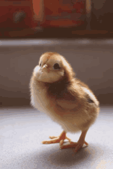 a small brown and white chicken standing on a table