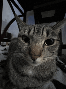 a close up of a cat 's face with a black eye