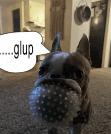 a dog holding a ball in its mouth with a speech bubble saying glup