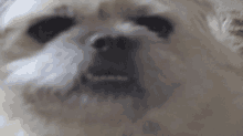 a close up of a dog 's face with black eyes