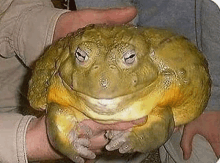 a person is holding a frog in their hands that is very large .