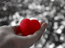 a hand holding a small red heart with the words magda 's photography all rights reserved 2011