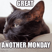 a black cat laying on a pillow with the words great another monday below it