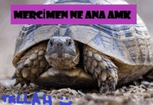 a close up of a turtle sitting on the ground with a purple sign above it .