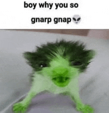 a green kitten is sitting on a bed with a caption that says `` boy why you so gnarp gnap ''