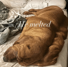 a brown dog is laying on a bed with the words he melted written on it