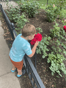 a young boy smells a red rose while standing next to a fence