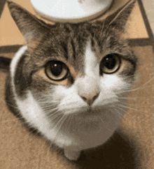 a close up of a brown and white cat looking up at the camera