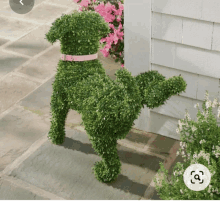 a topiary dog with a pink collar is standing in front of a white building