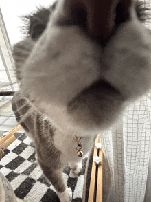 a close up of a cat 's nose with a bell on it