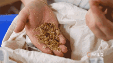 a person is holding a pile of worms in their hand with a national geographic wild logo in the background