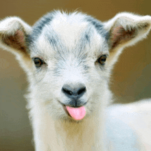 a baby goat sticking its pink tongue out at the camera