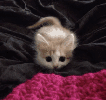 a kitten is laying on a pink blanket