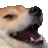 a close up of a dog 's face with its mouth wide open .