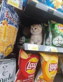 a kitten sitting in a bag of lays chips