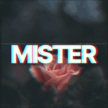 a close up of a red rose with the word mister in the foreground