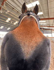 a close up of a horse 's nose with a bridle