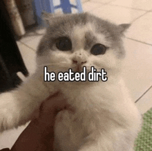 a cat is being held in someone 's hands and says `` he ate dirt '' .