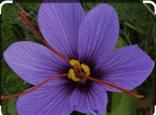 a close up of a purple flower with yellow center