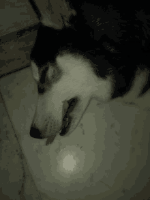 a black and white dog laying on a tile floor with a yellow object in its mouth