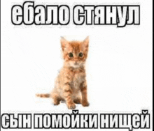 a kitten is sitting in front of a white background with russian writing