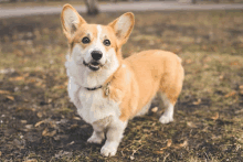 a brown and white dog with a collar is standing in the grass