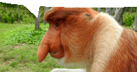 a close up of a monkey 's face with a speech bubble behind it