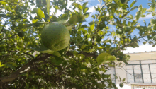 a tree with lots of leaves and a green fruit hanging from it