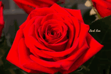 a close up of a red rose with the words dark rose written below it