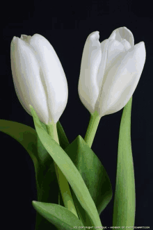 two white tulips with green stems and leaves on a black background with the words member of photochart.com on the bottom