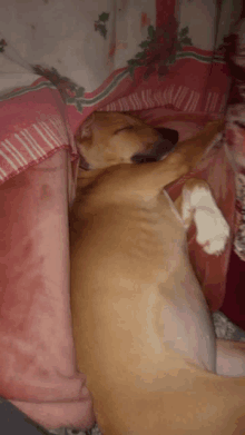 a dog laying on a bed with a pink blanket