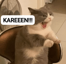 a gray and white cat is sitting on a chair with its mouth open and a kareeen sticker above it