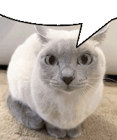 a white cat with a speech bubble above it 's head