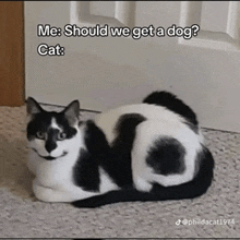 a black and white cat laying on the floor with a caption that says me should we get a dog