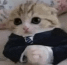 a cat wearing a suit and tie is sitting on a couch .