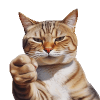 a cat is pointing at the camera with a white background