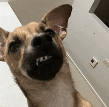 a close up of a brown and white dog 's face