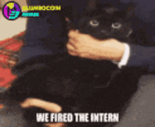 a black cat is being held by a person with the words we fired the intern on the bottom